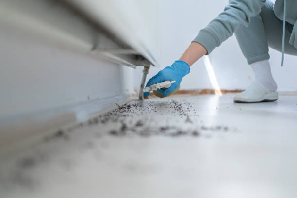 Best Affordable Pest Control Services  in Manton, MI